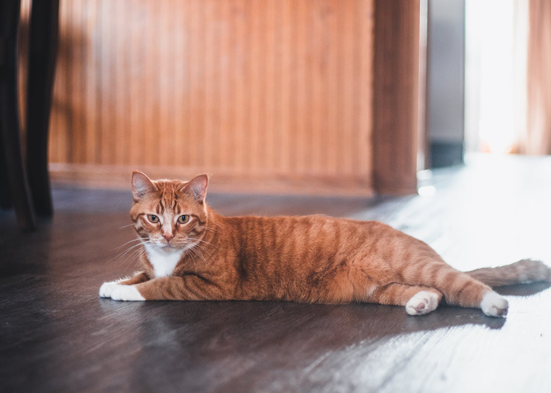 Types of Domestic Cats Unveiling the Charming Diversity PetCareFAQS