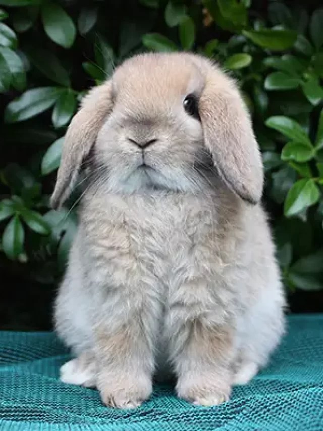 5 Most Popular Rabbit Breeds PET CARE STORES