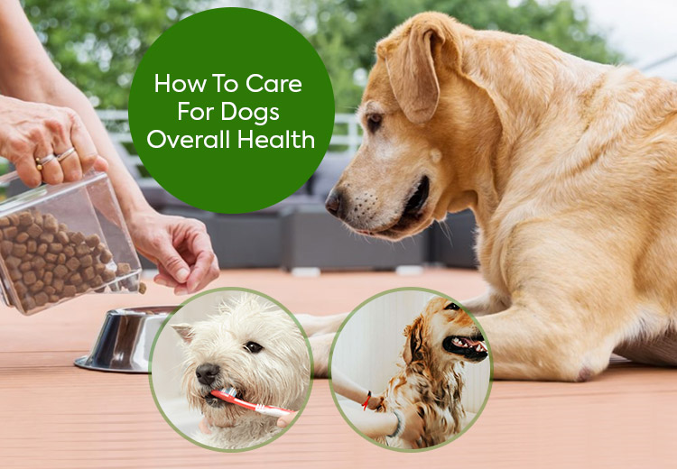 Caring For Your Dogs Overall Health Jewel's Online Offers