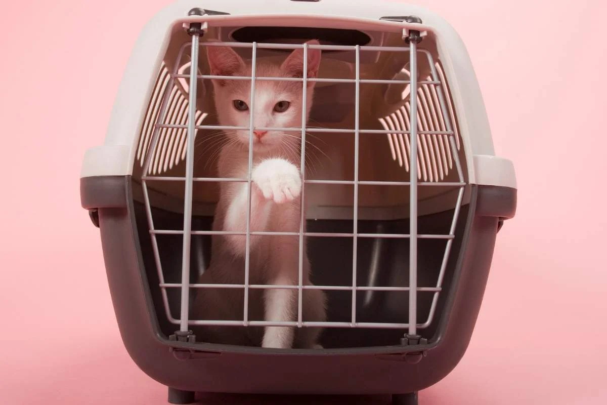 How to Crate Train a Cat or Kitten — Pet Carrier Verdict
