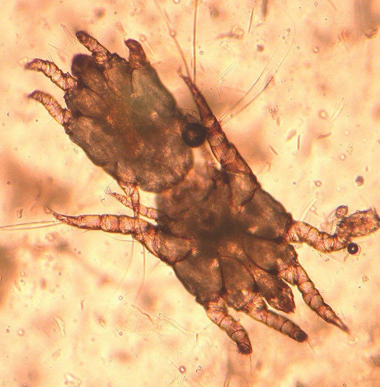 A Breakdown of Common Ear Infections Petcetera Animal Clinic