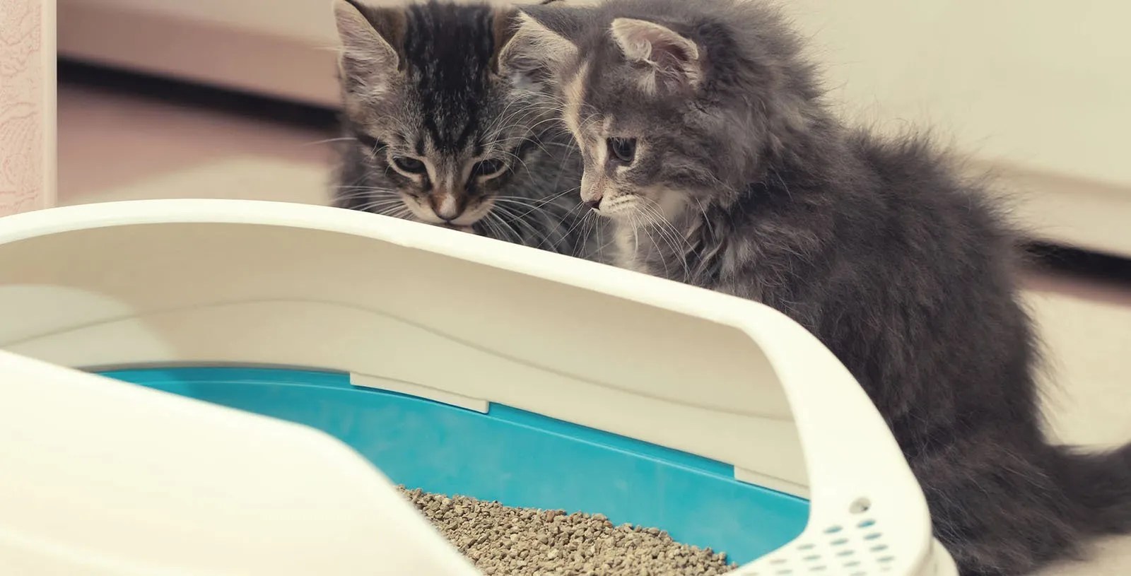 How Much Cat Litter to Use in Your Your Cat's Litter Box