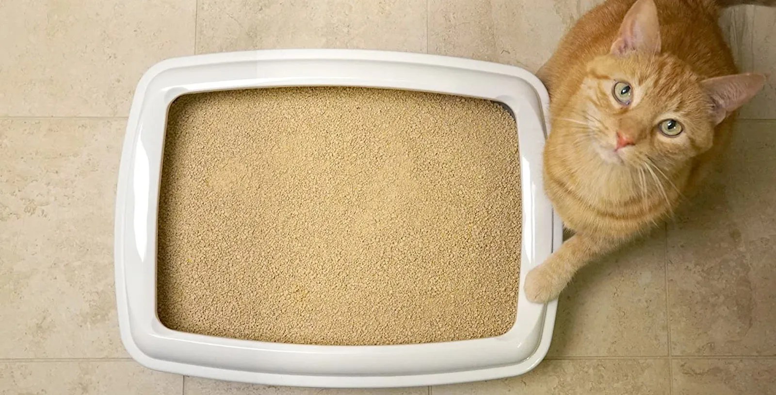 Why Does Clumping Cat Litter Not Clump? 7 Reasons