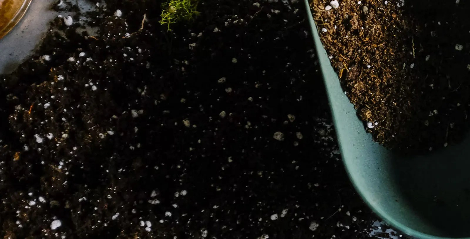 Can You Compost Cat Litter? Is it Safe? And How to Do it