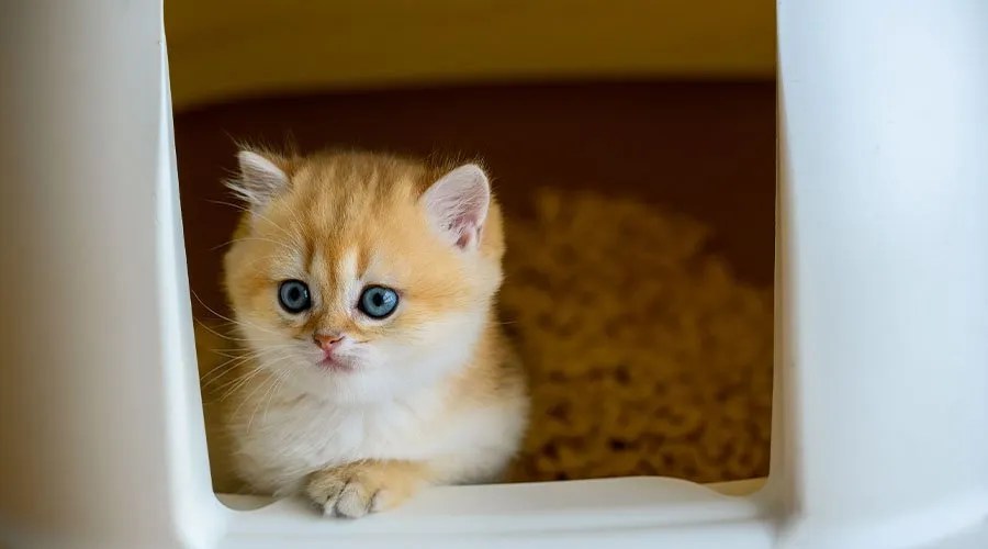 Kitten Stopped Using Litter Tray