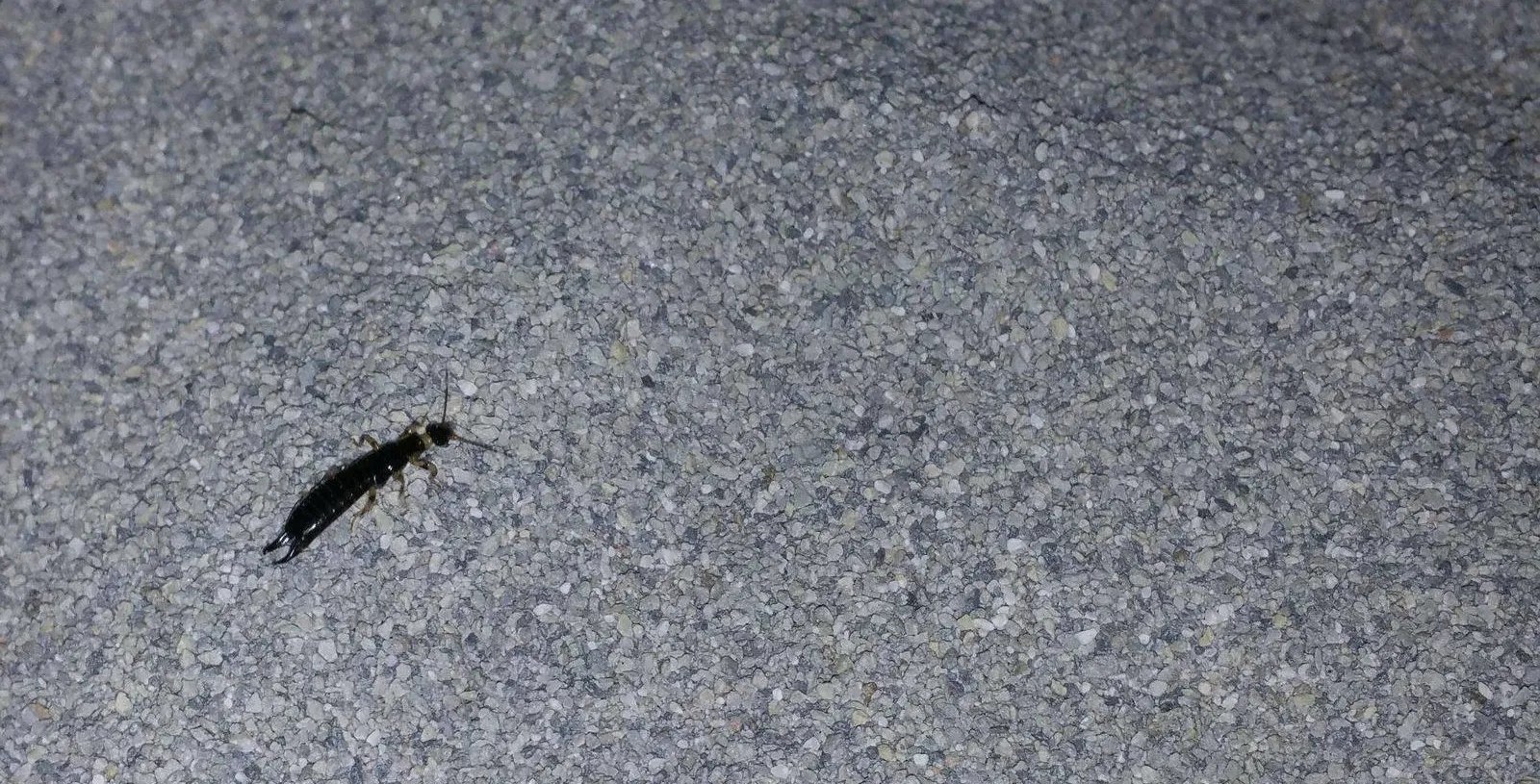 Bugs in Cat Litter Box What They Are & How to Get Rid of Them