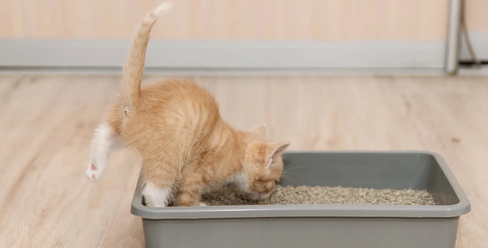 Why Does My Cat Play in Their Litter Box? And How Do I Stop it?