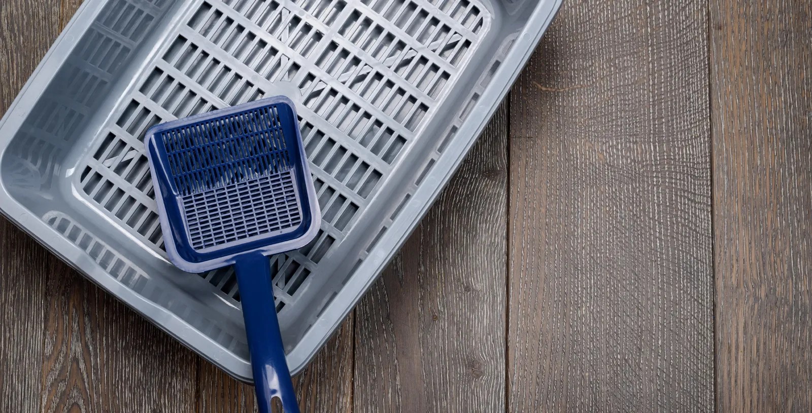 How Often Should I Replace My Cat's Litter Box? Pet Checkers