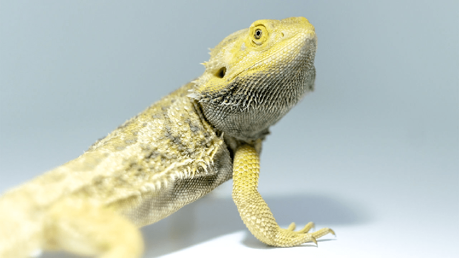 Most Often Asked Bearded Dragon Questions Pet Chicks