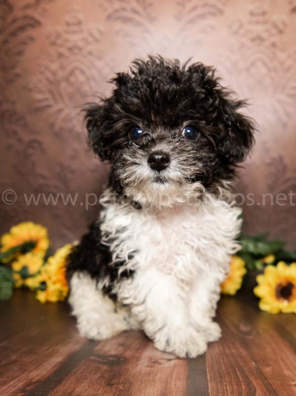MINIATURE POODLE Pet City Pet Shops