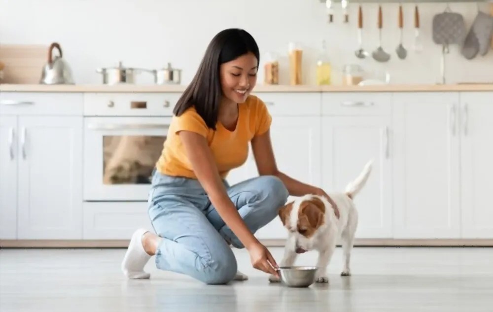 How Long Does Take for a Dog to Digest Food? Petco Dog