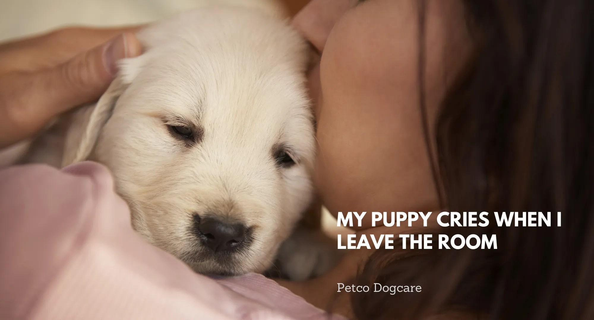My Puppy cries when I leave the room ? Petco Dog Care