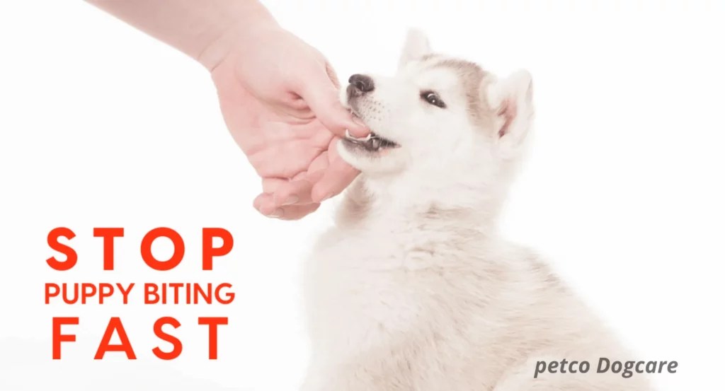 When Do Puppies Stop biting? Petco Dog Care