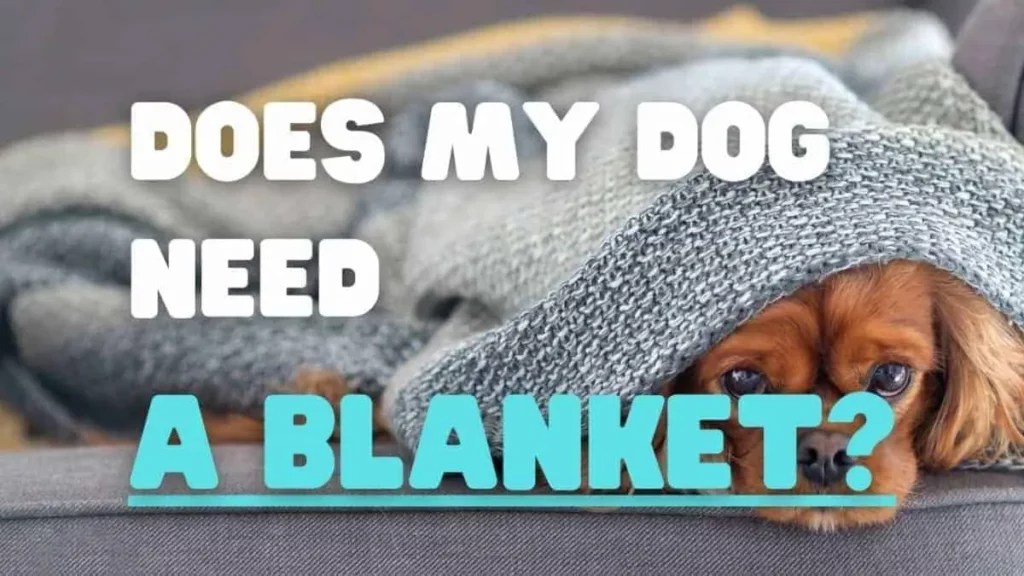 Do Puppies Need a Blanket at Night? A Helpful Guide For Newborn puppies