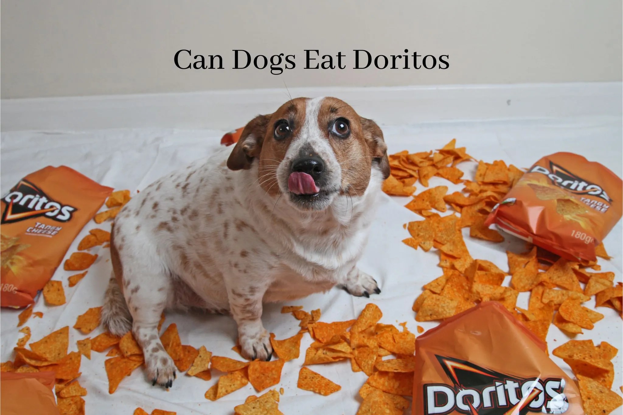 Can Dogs Eat Doritos? Are Doritos Safe for Dogs?