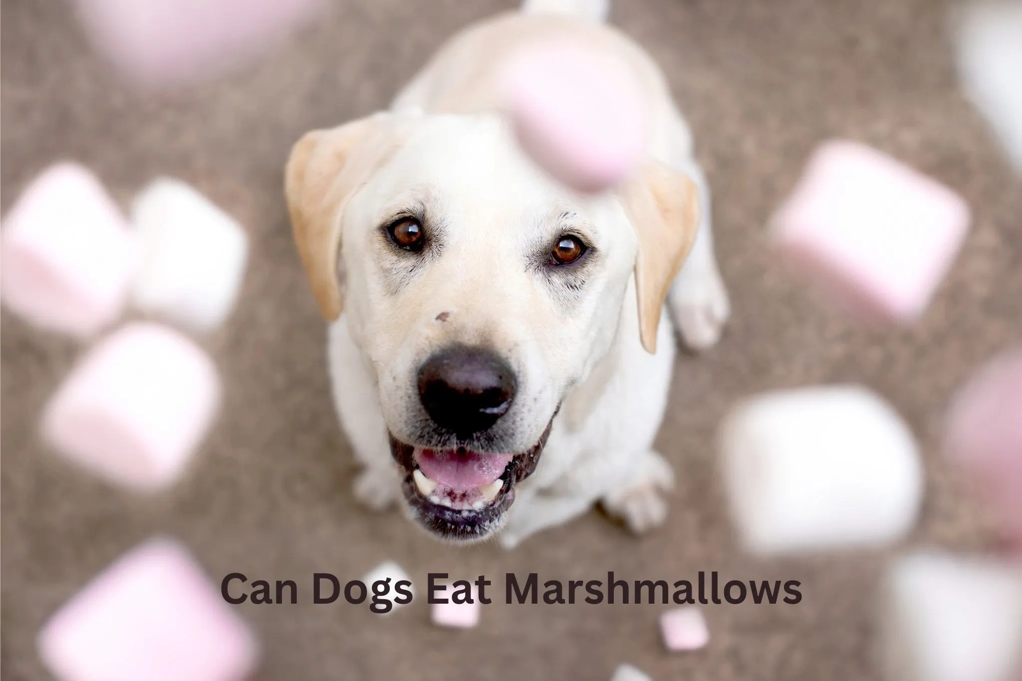 Can Dogs Eat Marshmallows? Are Marshmallows Bad For Dogs?