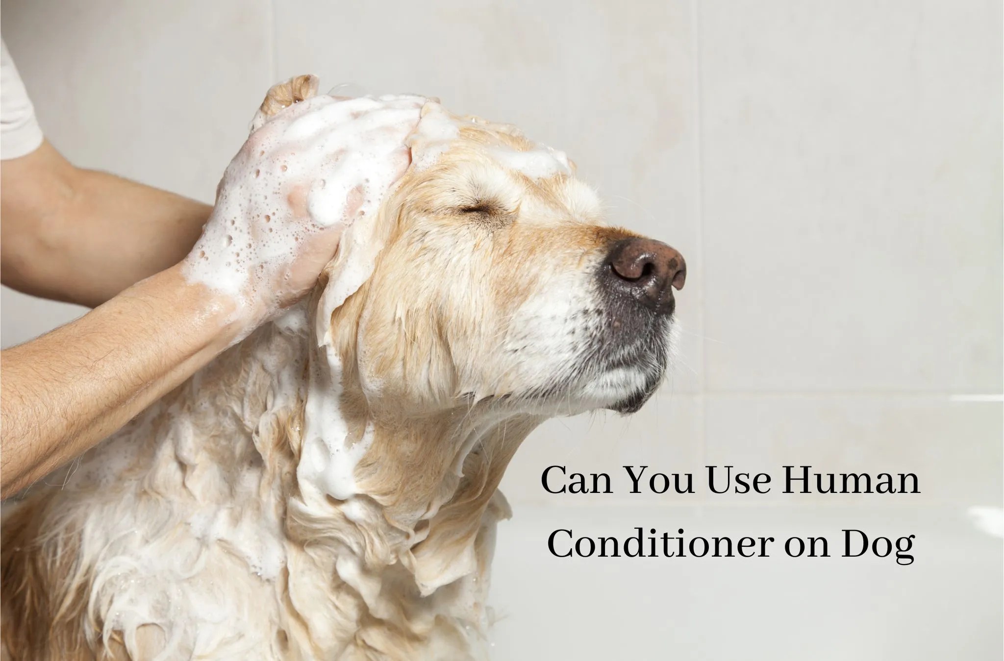 Can You Use Human Conditioner on Dog? 6 Ingredients To Avoid For Dog