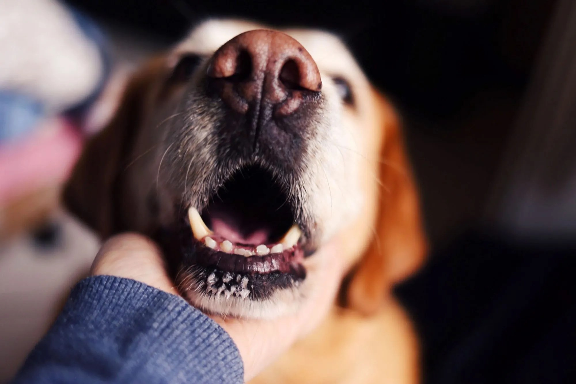 Dog Bad Breath 5 Home Remedies to Stop Stinky Dog Breath . Petco Dog Care