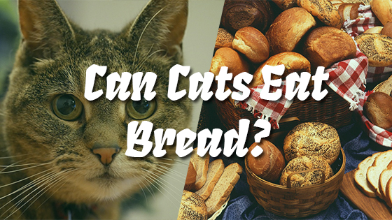 55 HQ Pictures Can Cats Eat Buttered Toast My handsome floof http