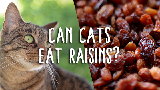 can cats have raisins Pet Consider