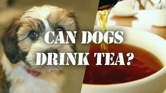 Can Dogs Drink Tea? Pet Consider