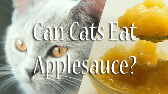 Can Cats Eat Applesauce? Pet Consider
