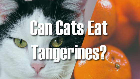 Can Cats Eat Tangerines? Pet Consider