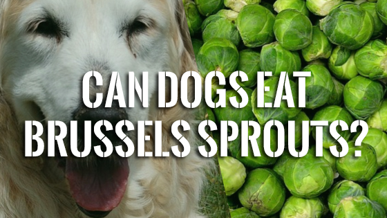 Can Dogs Eat Brussels Sprouts? Pet Consider