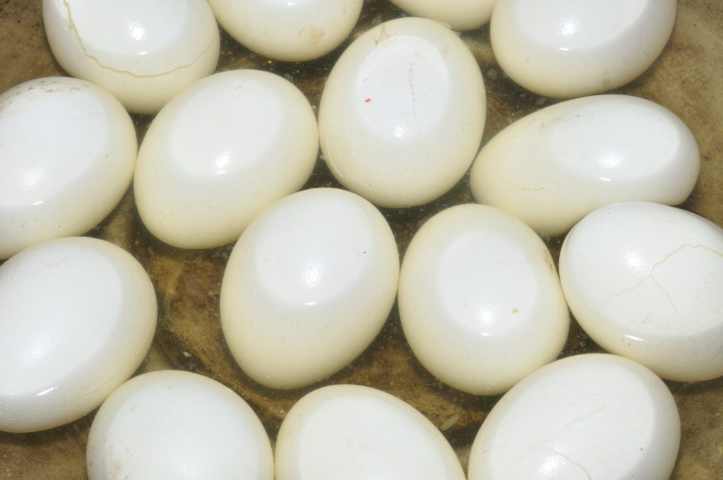 Can Cats Eat Boiled Eggs? Pet Consider