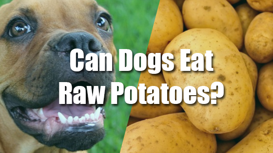 can I give my dog raw potatoes Pet Consider