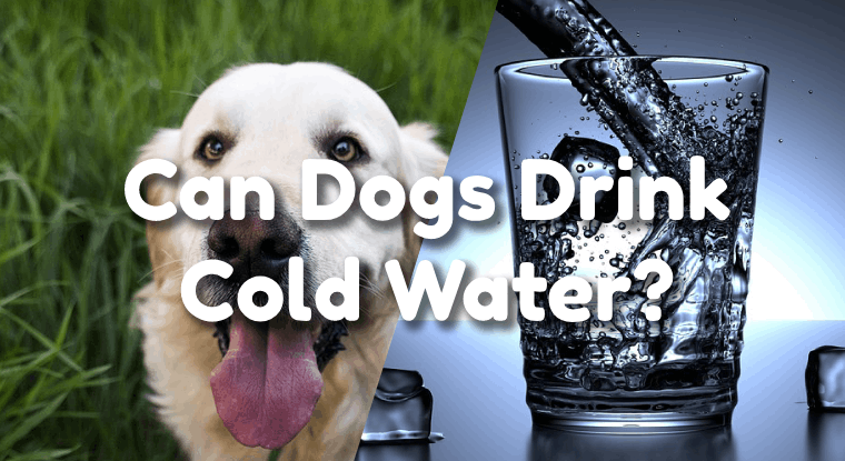 Can Dogs Drink Cold Water? Pet Consider