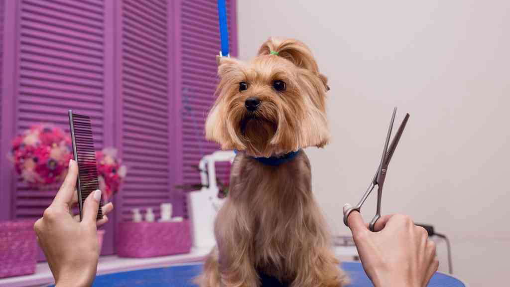 How Do You Learn Dog Grooming Online? Pet Courses AU