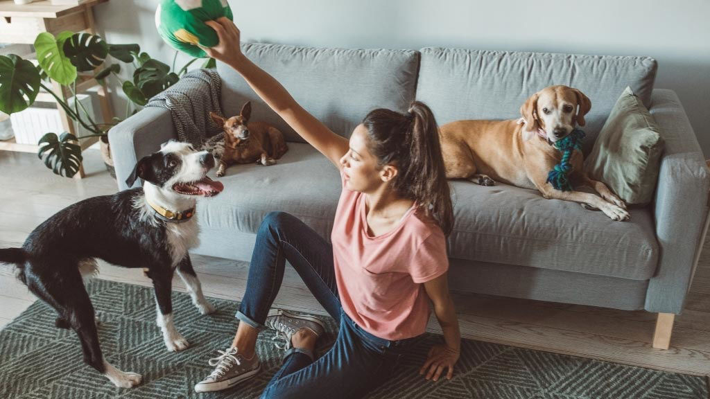 Online Pet & Animal Care Courses Pet Courses