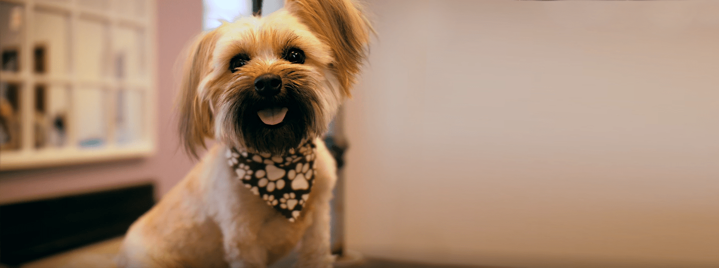 Groom Dog Boarding Chicago Pet Care Plus