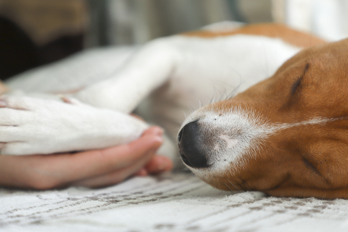 How Much Does Pet Cremation Cost? Petcremation.sg