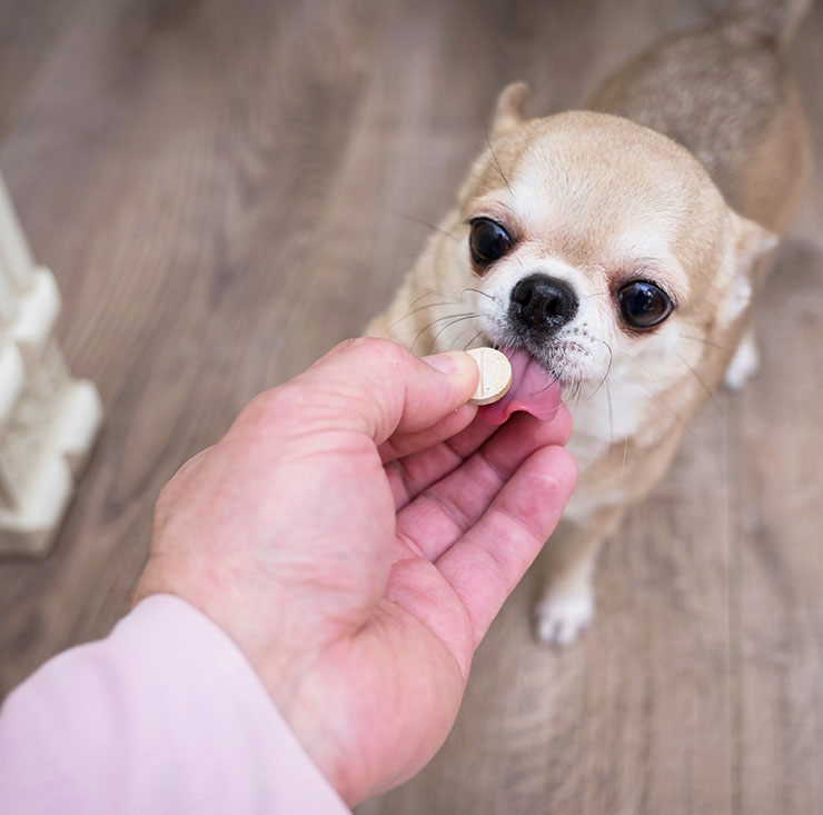 Cómo darle una PASTILLA a un perro, sin que la escupa (3 Formas Video