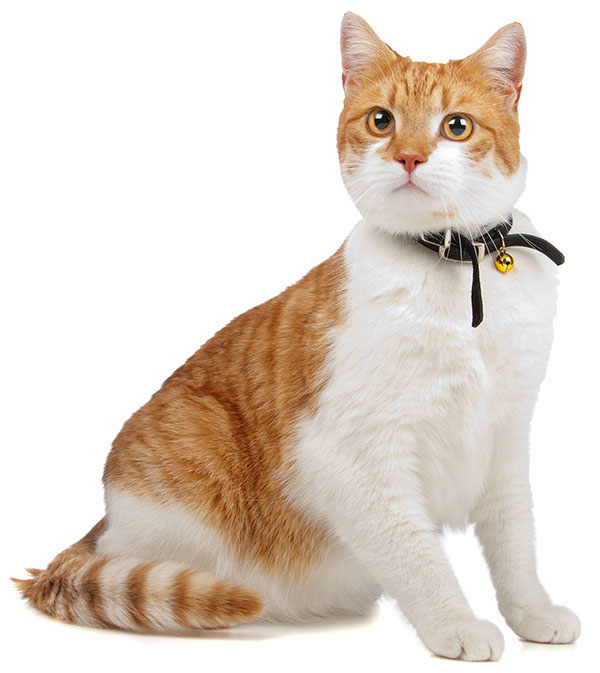 Gato Común Europeo (colores, carácter, cuidados) Razas de gatos