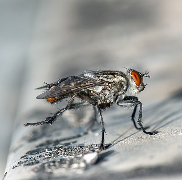 Mosca Apareandose