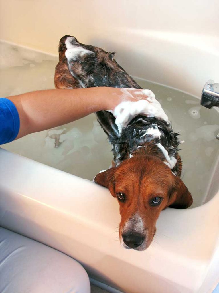 How to bathe a Dog Step by Step Guide