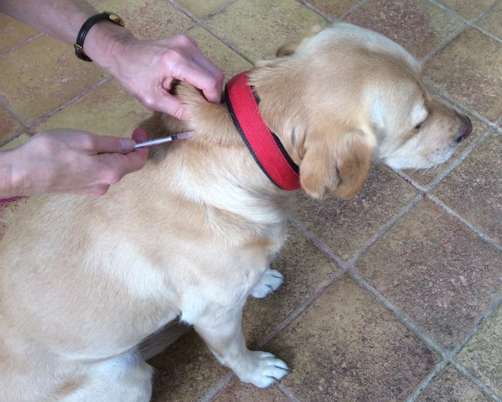 Did You Know That Dogs Can Get Diabetes Too? Pet