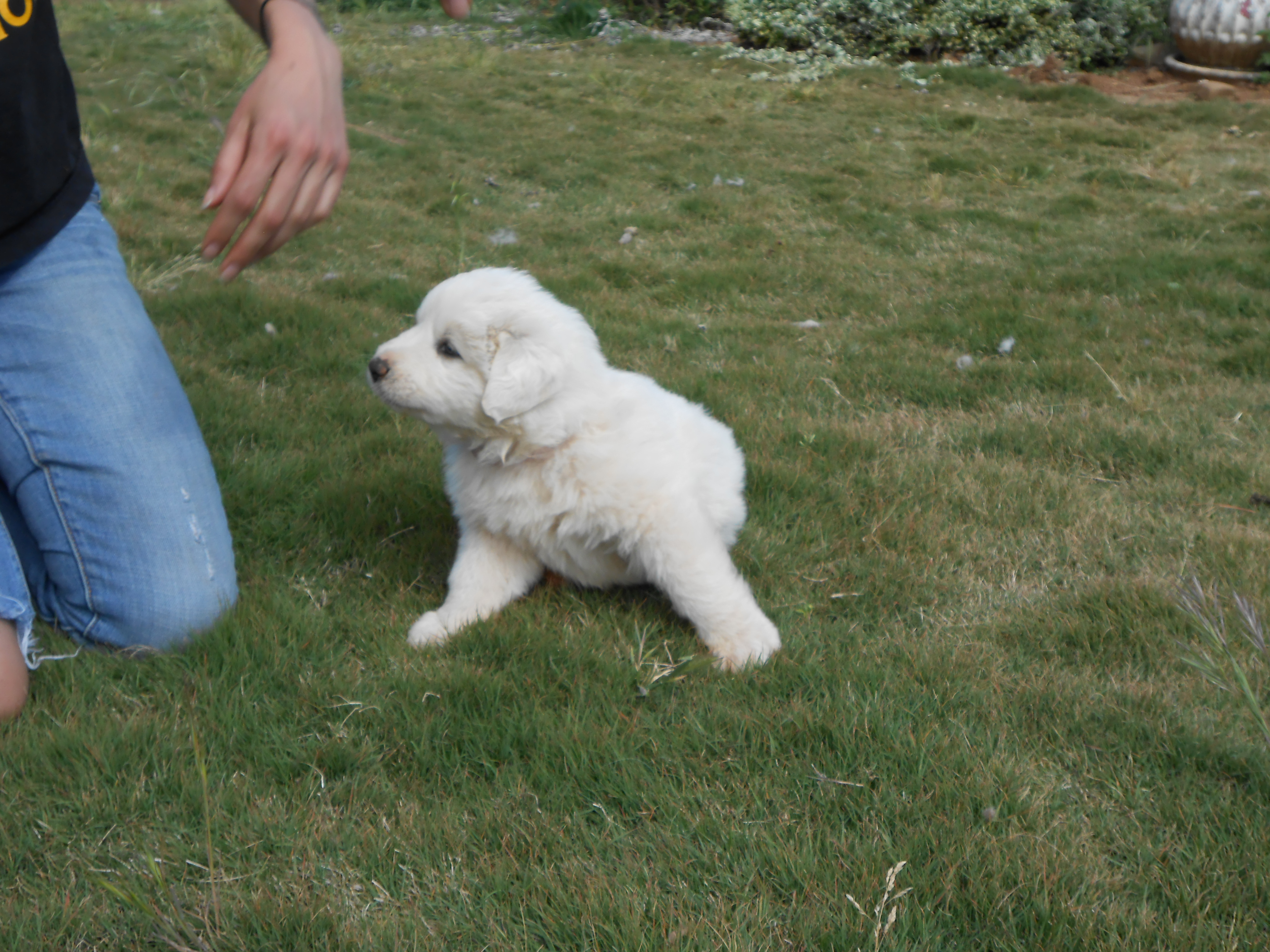 Great Pyrenees Puppies for 2014