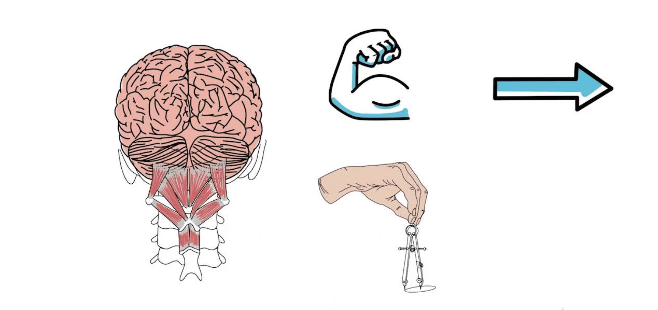 jordancarrdesign Brain Structure And Function Impact Factor