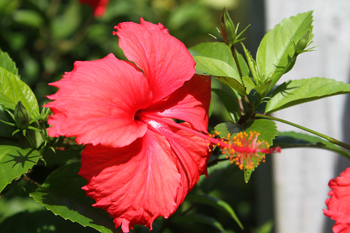 Flowers of the Cook Islands Travels with Peter & Kerry