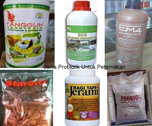 manfaat probiotik untuk ternak