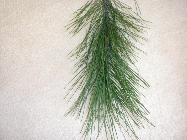 LongNeedleChristmasTrees