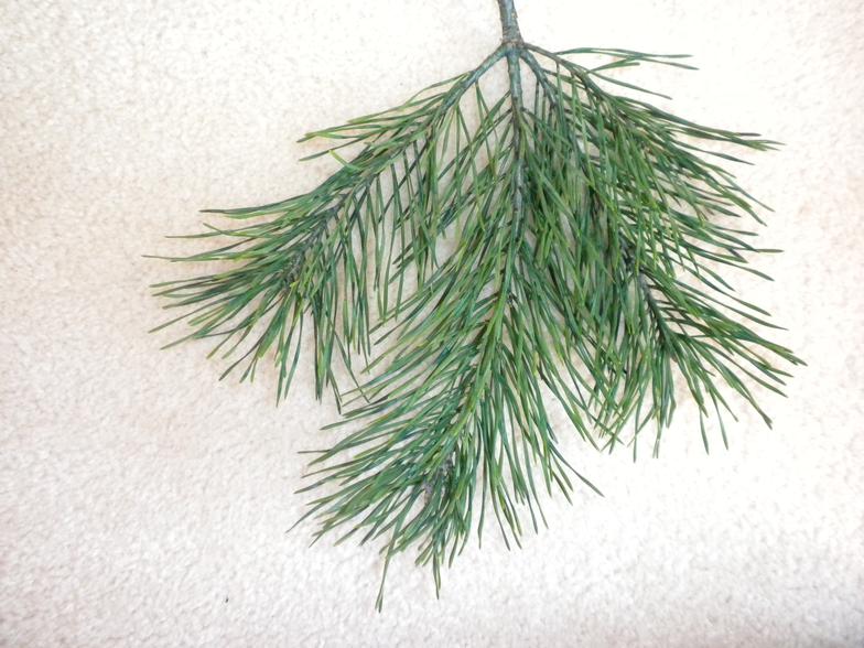 LongNeedleChristmasTrees