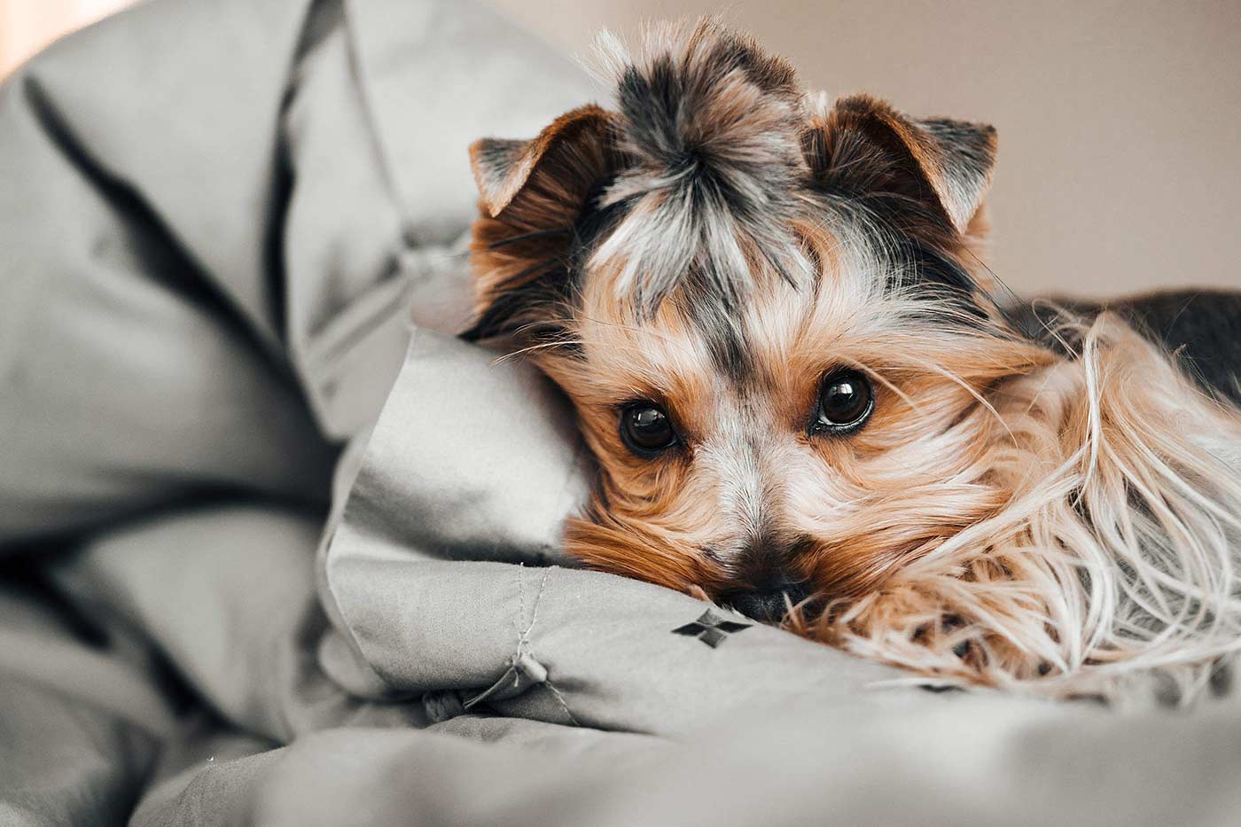 How Long Can You Leave a Dog Alone? Pet Essentials