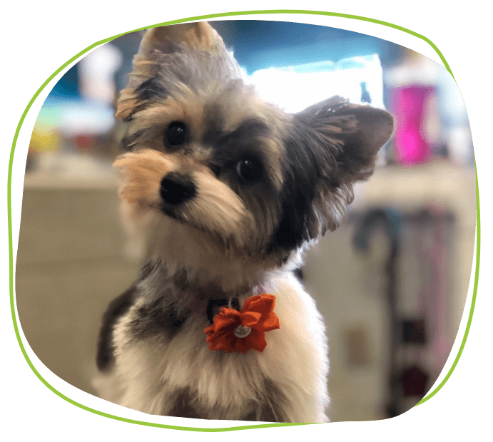 Pet & Dog Grooming Services Pet Evolution