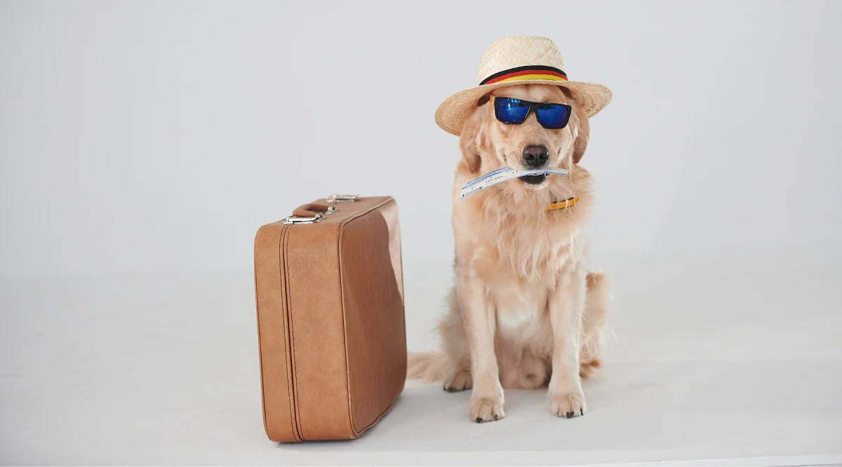 The Ultimate Guide to Traveling with Your Pet in the Philippines Pet