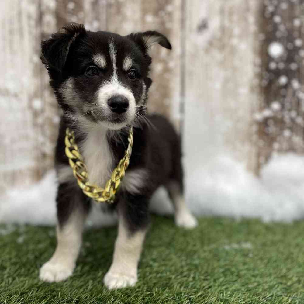 Australian Husky For Sale Pet Express Braintree